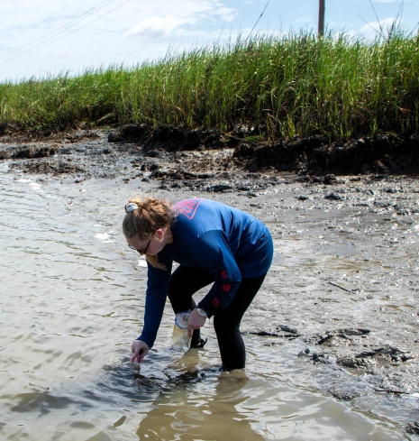 Graduate student collecting benthic core in the salt marsh.